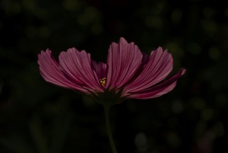 Cosmos single red garden flower backlit in summer, England, United Kingdom