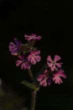 Red campion (Silene dioica) wildflower flowers in spring, England, United Kingdom