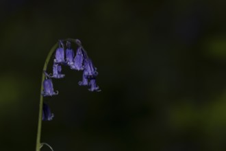 Common english bluebell (Hyacinthoides non-scripta) single blue wildflower flower in spring,