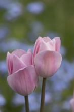 Tulip (Tulipa spp) two pink garden flowers in spring, England, United Kingdom