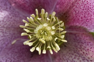 Hellebore close up of a single purple garden flower in winter, England, United Kingdom