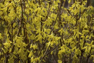 Forsythia yellow garden shrub flowers in winter, England, United Kingdom