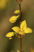 Forsythia single yellow garden shrub flower in winter, England, United Kingdom