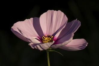 Cosmos single pink garden flower in summer, England, United Kingdom