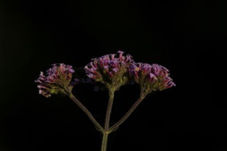 Verbena bonariensis three garden flowers in summer, England, United Kingdom