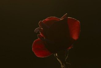 English rose single red garden flower backlit in summer, England, United Kingdom