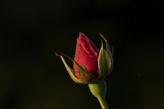 English rose single red garden flower bud in summer, England, United Kingdom