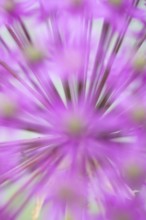 Allium single purple garden flower spike in summer, England, United Kingdom