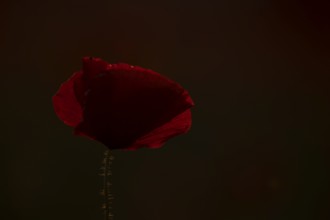 Common field poppy (Papaver rhoeas) single wildflower red flower backlit in summer, England, United