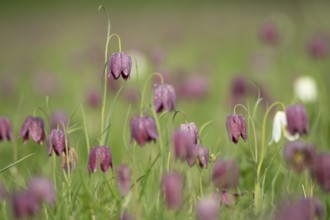 Snake's head fritillary (Fritillaria meleagris) wildflower meadow of flowers in spring, England,