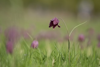 Snake's head fritillary (Fritillaria meleagris) single wildflower in a meadow of flowers in spring,