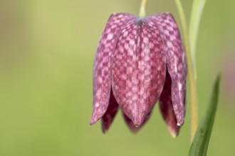 Snake's head fritillary (Fritillaria meleagris) single wildflower flower in spring, England, United