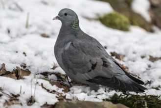 Stock Dove (Columba oenas), Emsland, Lower Saxony, Germany