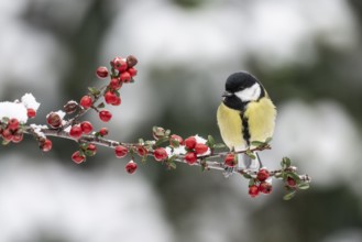Great Tit (Parus major), Emsland, Lower Saxony, Germany