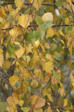 Silver birch tree (Betula pendula) with autumn colour leaves, England, United Kingdom