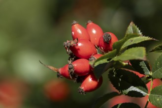 Wild or Dog rose bush plant (Rosa acicularis) with autumn colour leaves and rosehip fruit, England,