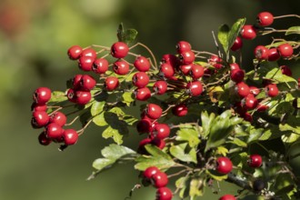 Hawthorn (Crataegus monogyna) tree in a hedgerow with red berries in autumn, England, United