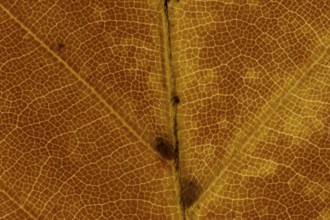 Common beech tree (Fagus sylvatica) close up of a single autumn colour leaf, England, United