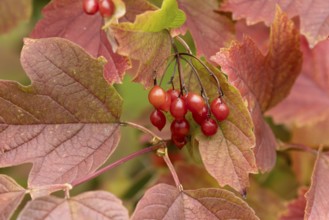 Guelder rose tree (Viburnum opulus) with autumn colour leaves and red berries, England, United