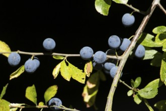 Blackthorn tree (Prunus spinosa) with autumn colour leaves and blue sloe berries, England, United