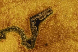 Common beech tree (Fagus sylvatica) close up of a single autumn colour leaf with the damage from a