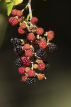 Bramble or Blackberry (Rubus fruticosus) bush plant blackberries fruits in summer, England, United