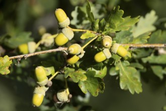 English oak tree (Quercus robur) with autumn colour leaves and acorn nuts, England, United Kingdom