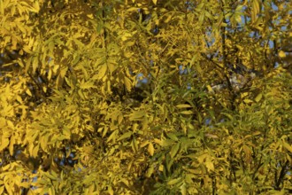 Autumn colour tree leaves on a garden bush, England, United Kingdom
