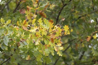 English oak tree (Quercus robur) with autumn colour leaves, England, United Kingdom