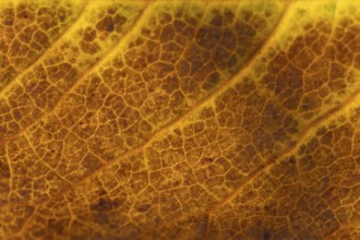 Close up of a single autumn colour tree leaf, England, United Kingdom
