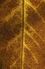 Close up of a single autumn colour tree leaf, England, United Kingdom