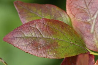 Blueberry bush (Vaccinium corymbosum) close up of a single autumn colour leaf, England, United