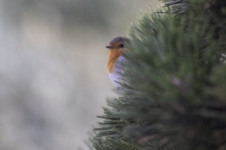 European robin (Erithacus rubecula), Emsland, Lower Saxony, Germany