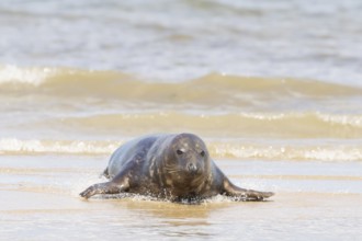 Atlantic grey seal (Halichoerus grypus) adult marine animal in the breaking waves of the sea on a