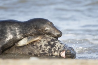 Atlantic grey seal (Halichoerus grypus) two adult marine animals in love courting on a beach on a