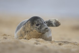 Atlantic grey seal (Halichoerus grypus) juvenile animal waving its front foot on a beach in winter,