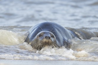 Atlantic grey seal (Halichoerus grypus) adult marine animal resting in the shallow waves of the sea