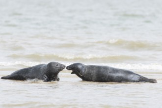 Atlantic grey seal (Halichoerus grypus) two adult marine animals in the breaking waves of the sea