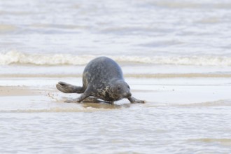 Atlantic grey seal (Halichoerus grypus) adult marine animal running across the shallow water on a