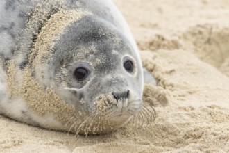 Atlantic grey seal (Halichoerus grypus) juvenile marine animal resting on a beach in winter,