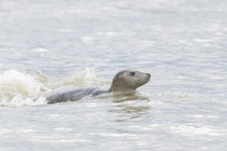 Atlantic grey seal (Halichoerus grypus) adult marine animal swimming in the sea on a coastline,