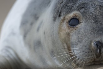 Atlantic grey seal (Halichoerus grypus) adult animal head portrait in winter, Norfolk, England,