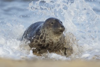 Atlantic grey seal (Halichoerus grypus) adult animal in the breaking waves of the sea on a