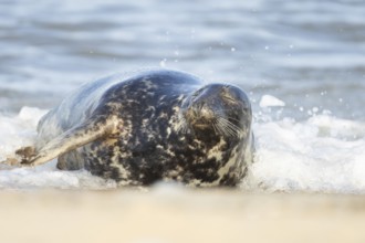 Atlantic grey seal (Halichoerus grypus) adult animal sleeping in the shallow water of the sea on a