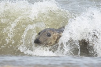 Atlantic grey seal (Halichoerus grypus) adult marine animal surfing in the breaking waves of the