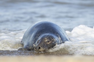 Atlantic grey seal (Halichoerus grypus) adult animal resting in the shallow water of the sea on a