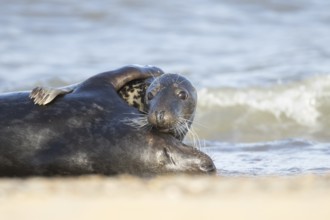 Atlantic grey seal (Halichoerus grypus) two adult marine animals hugging in the breaking waves of