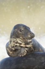 Atlantic grey seal (Halichoerus grypus) adult marine animal resting on the back of another seal on