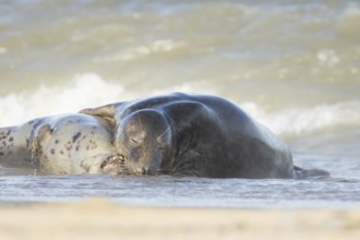 Atlantic grey seal (Halichoerus grypus) two adult marine animals laying in the breaking waves of