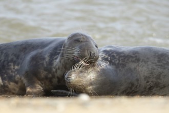 Atlantic grey seal (Halichoerus grypus) two adult marine animals resting in the breaking waves of